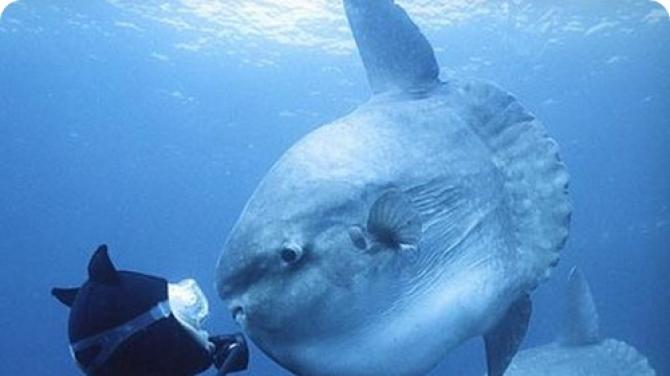 The sunfish is the largest living bony fish