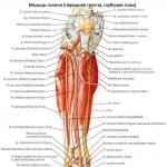 Leg structure below the knee