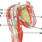Where are the muscles of the shoulder girdle and arms located?