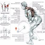 Exercise for the lats